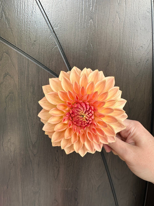 Bloomquist Alan Dahlia Tuber