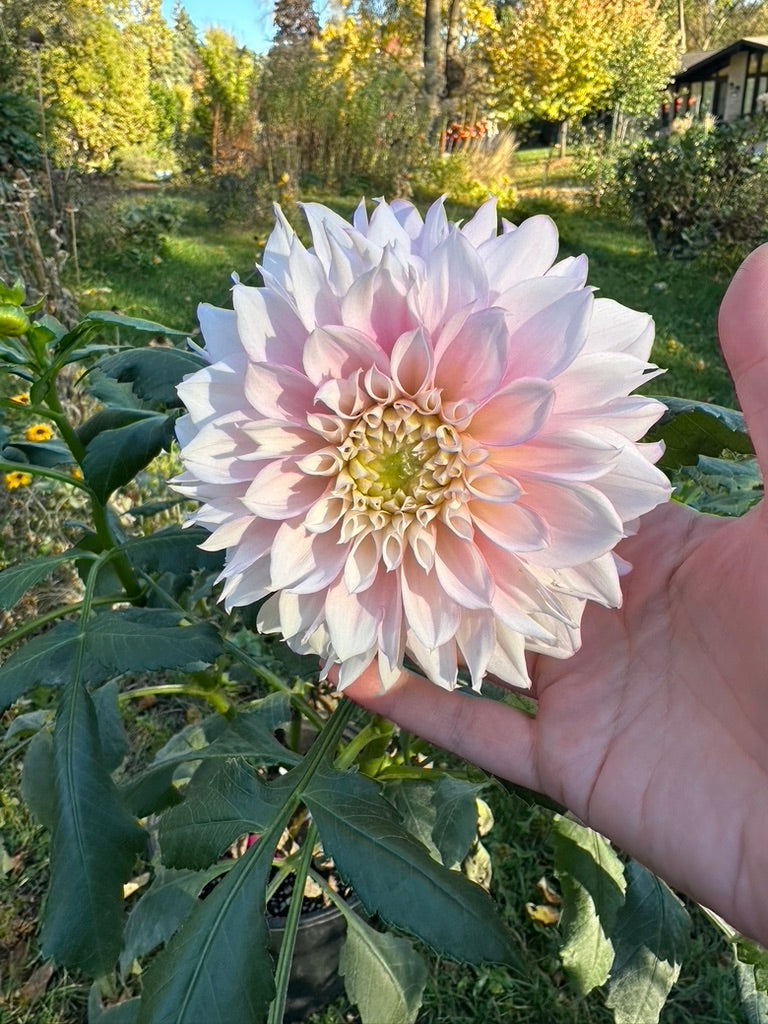 Lee's Coquette Dahlia Tuber