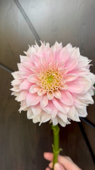 Lee's Dahlia Coquette
