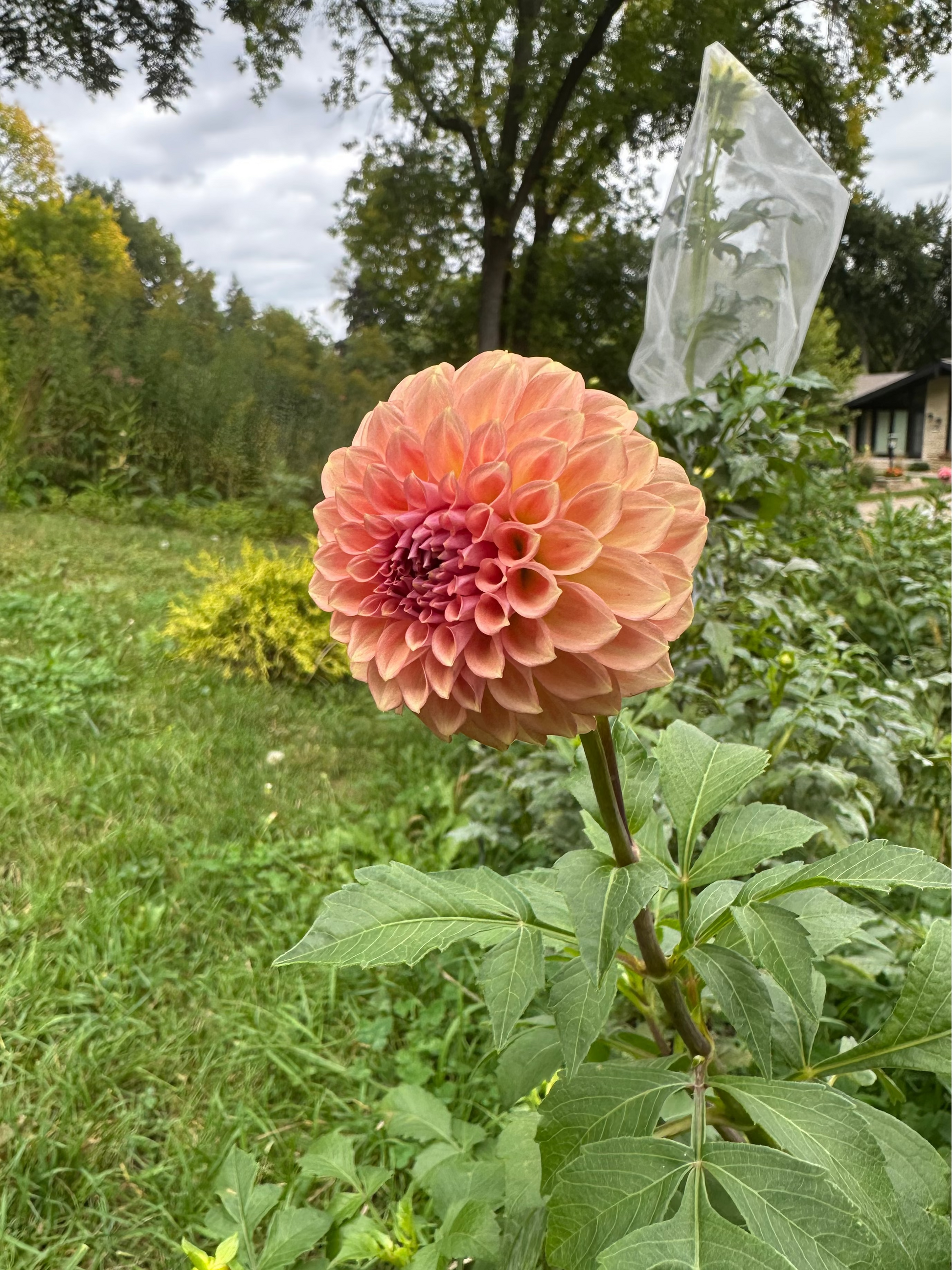 Levi's Blue Smoke for sale