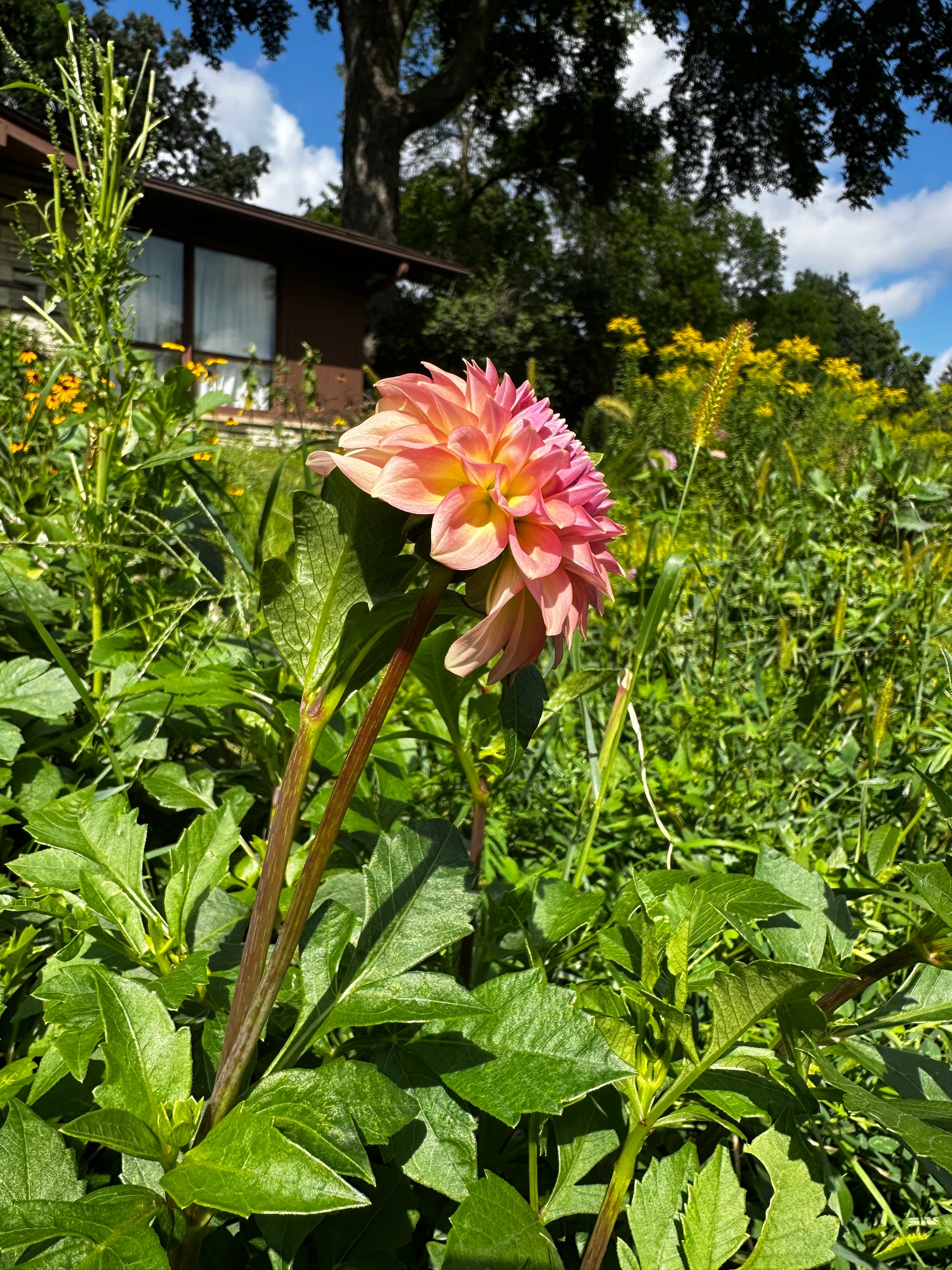 Levi's Blue Smoke Dahlia
