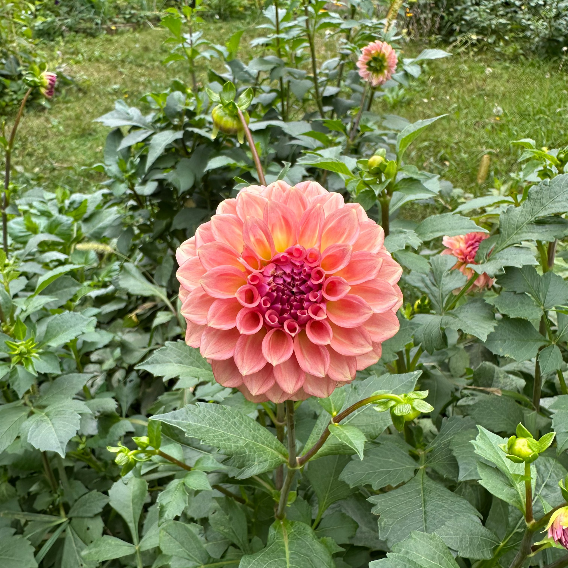 Levi's Blue Smoke Dahlia Tuber