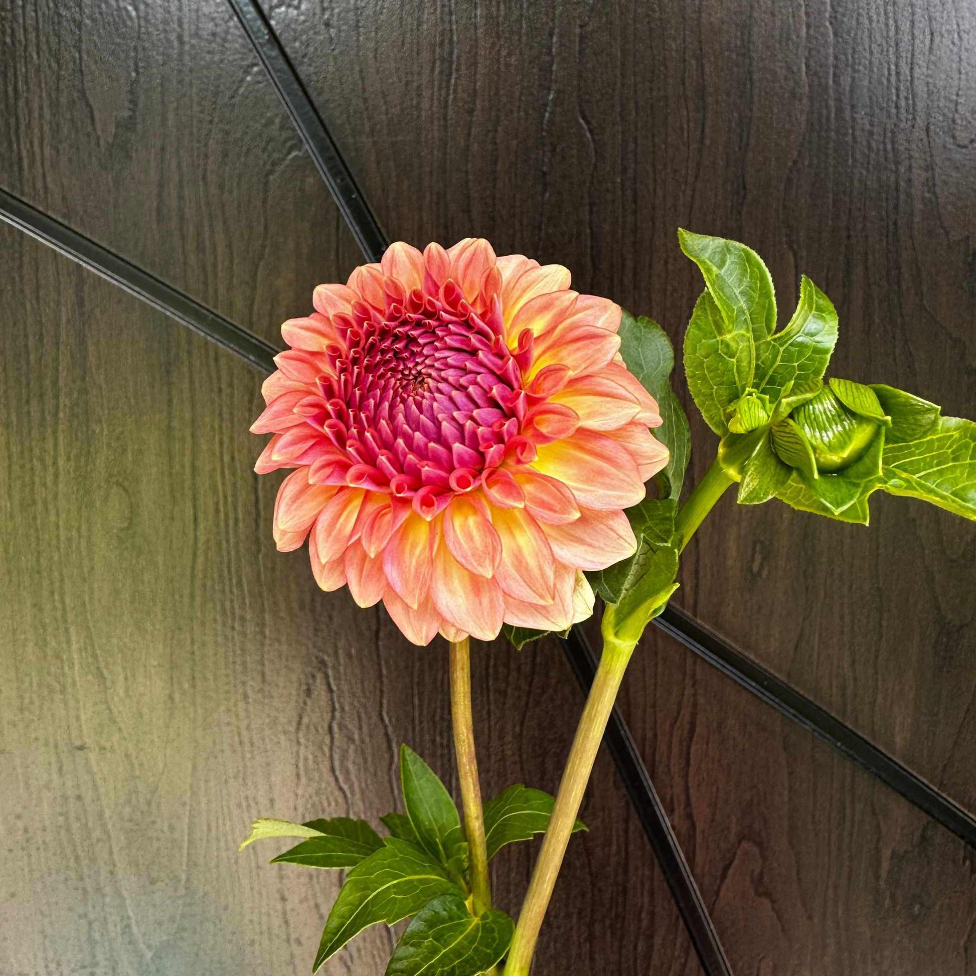 Levi's Blue Smoke Dahlia Tuber 2