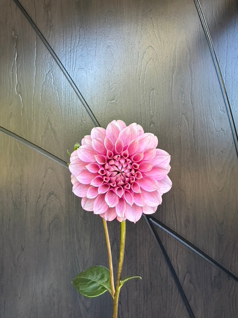 Levi's Confessor Dahlia