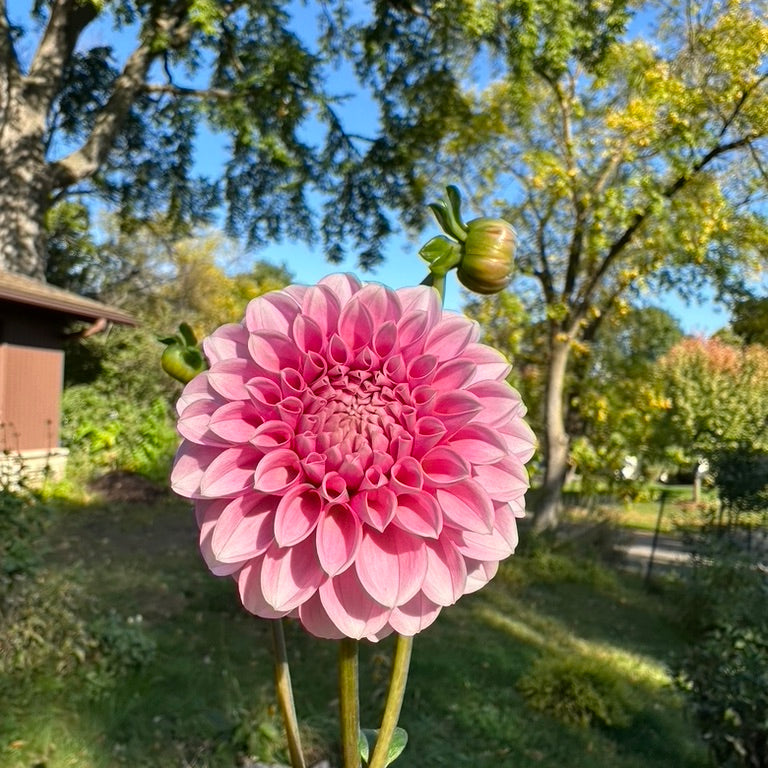 Levi's Confessor Dahlia Pink