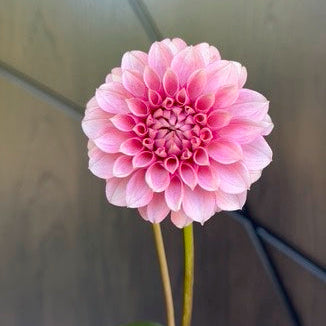 Levi's Confessor Dahlia Tuber for Sale