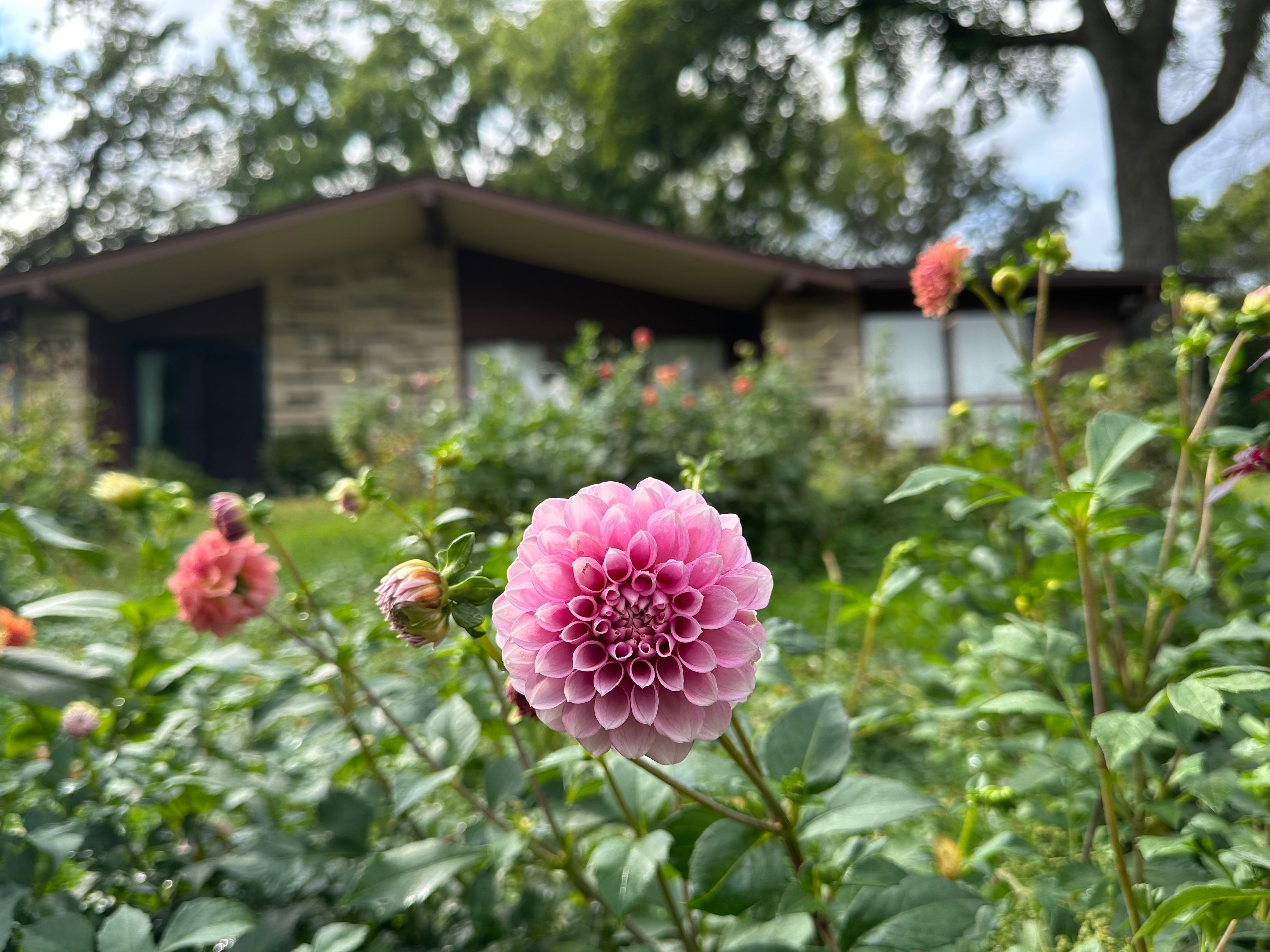 Minnesota Dahlia Tuber for sale Levi's Confessor and Bloomquist Jean and Fawn Dahlia tubers