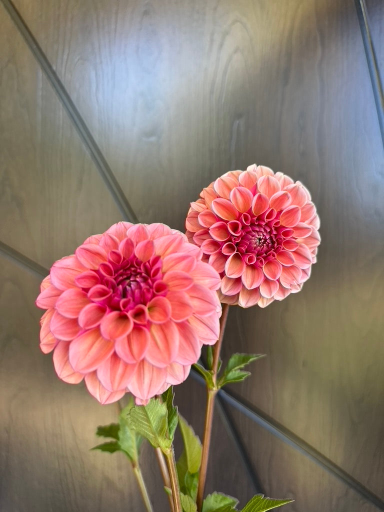 RM Berry Kiss Dahlia Tuber