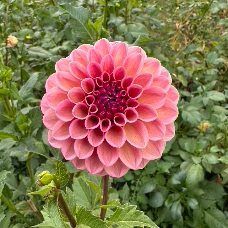 RM Berry Kiss Dahlia Tuber