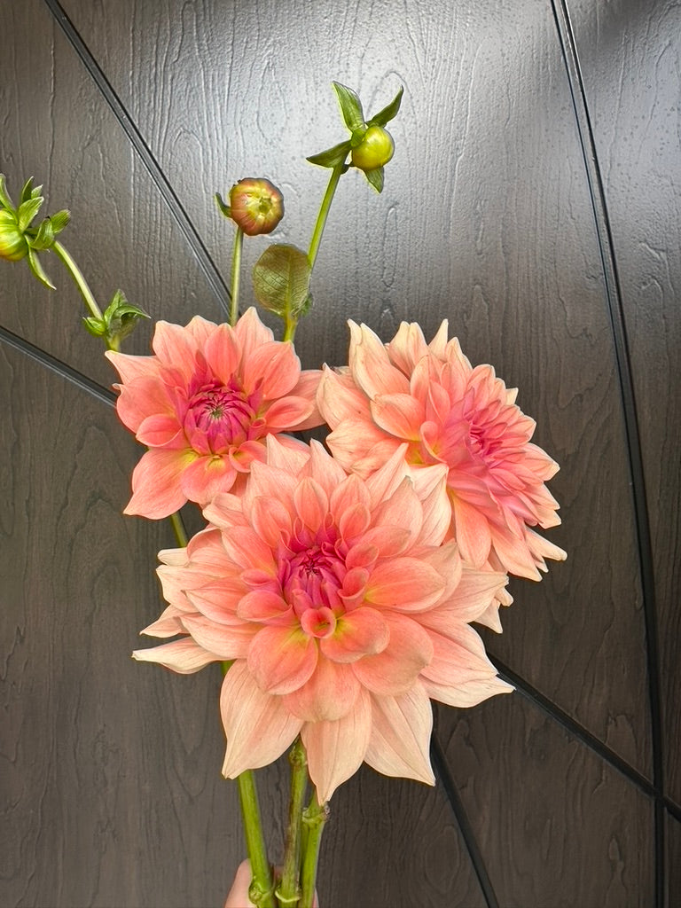 River Merle Fairy Wings Dahlia Tuber