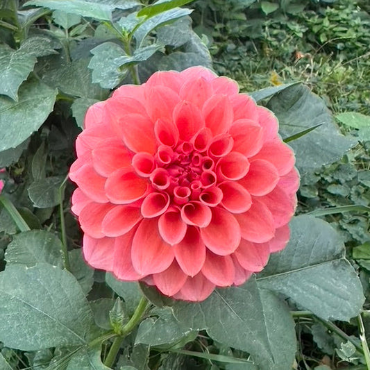 River Merle Pink Sugar Dahlia Tuber