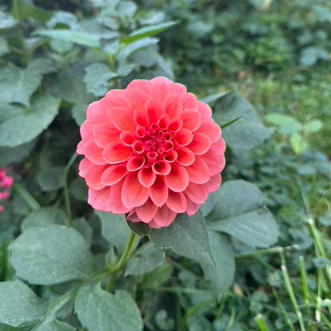 River Merle Pink Sugar Dahlia Tuber