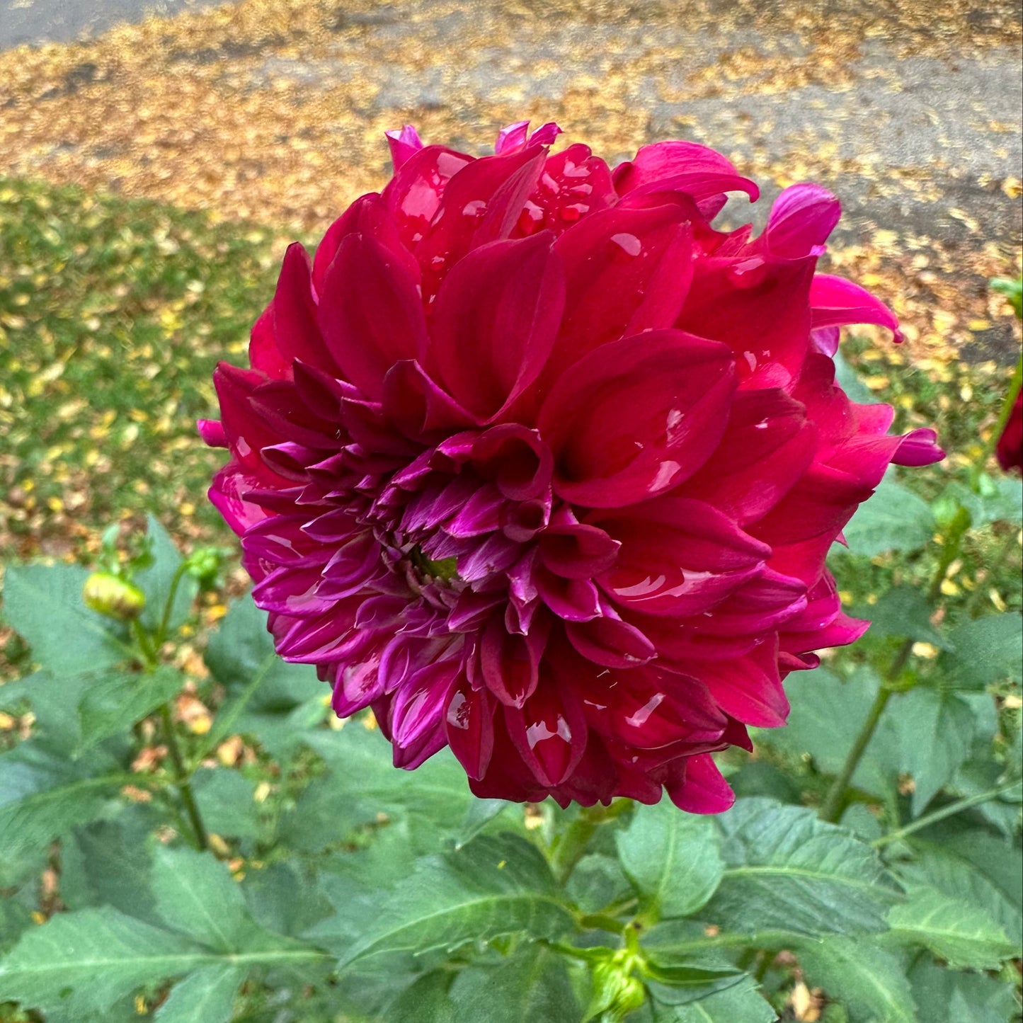 River's Penelope Dahlia Tuber