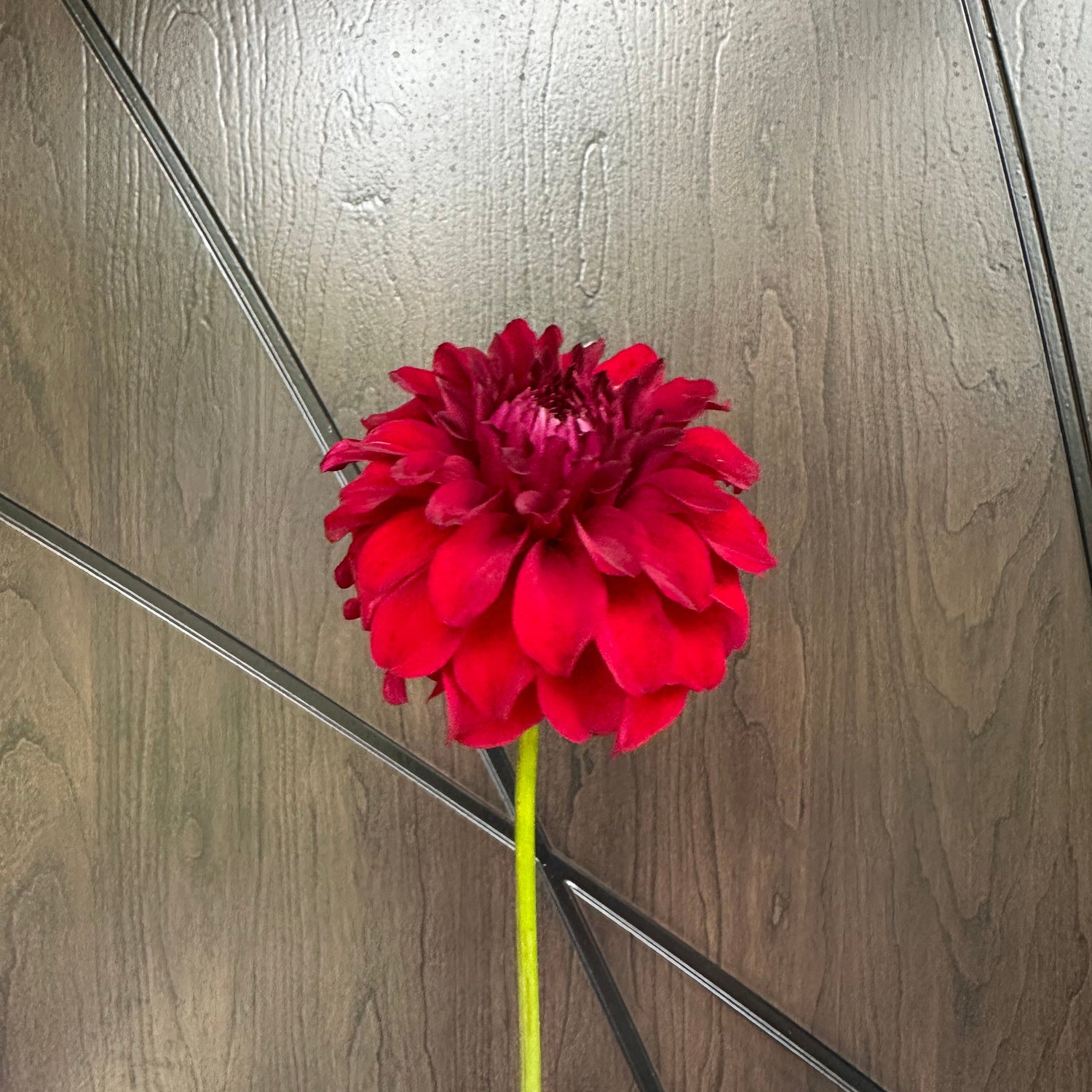 Dahlia tubers in minnesota