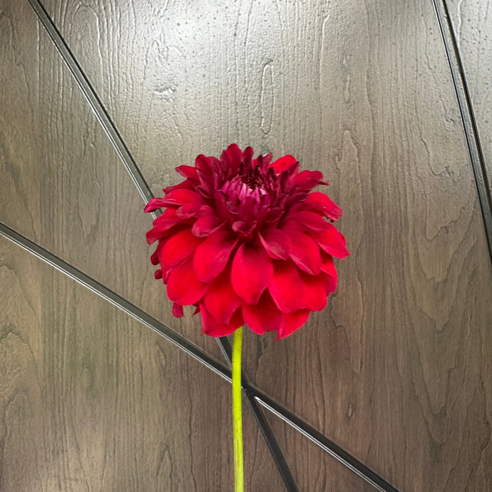 Dahlia tubers in minnesota