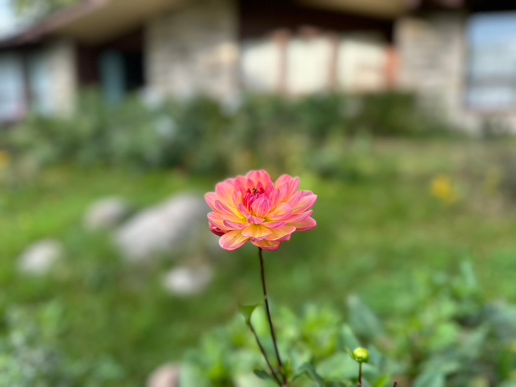 Sandia Bliss Dahlia Minnesota