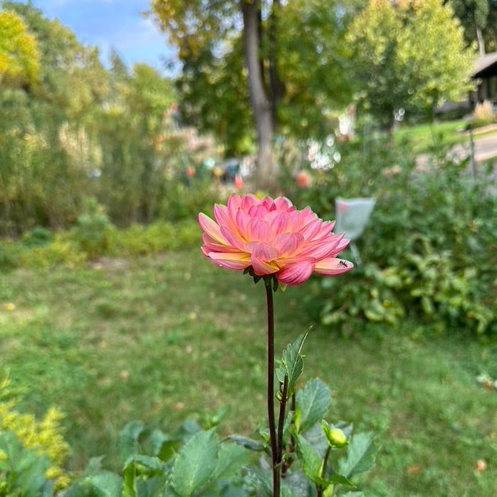 Sandia Bliss Dahlia for Sale